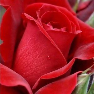 Meet your Posher, Rose